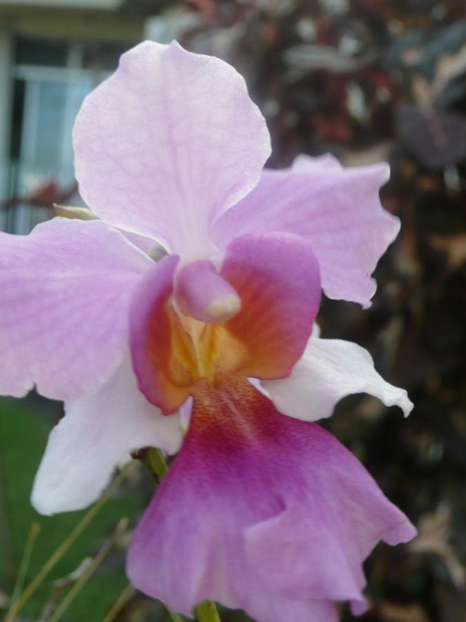La Maison Aux Orchidees Пети-Бург Екстериор снимка